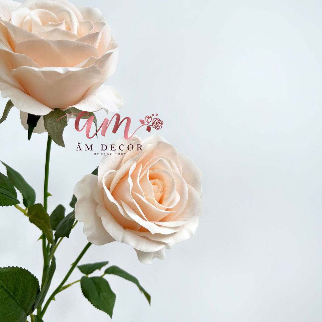 HOA HỒNG DƯỠNG ẨM MUNDELL (Sâm Panh)