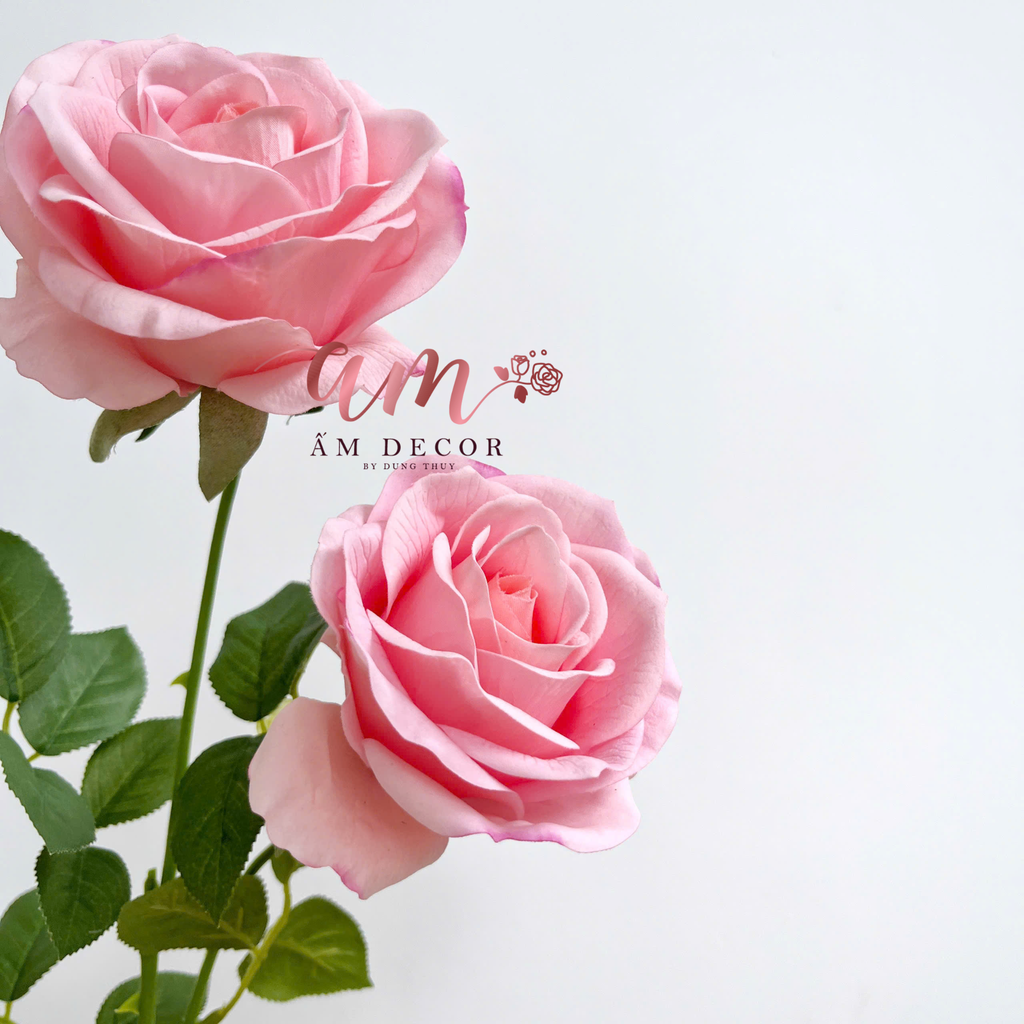 HOA HỒNG DƯỠNG ẨM MUNDELL (Hồng)