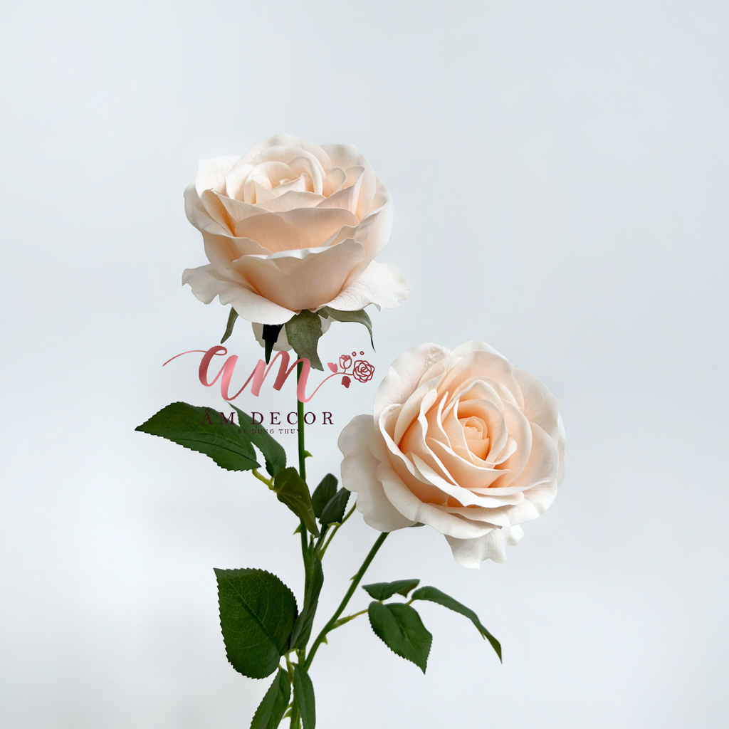 HOA HỒNG DƯỠNG ẨM MUNDELL (Sâm Panh)