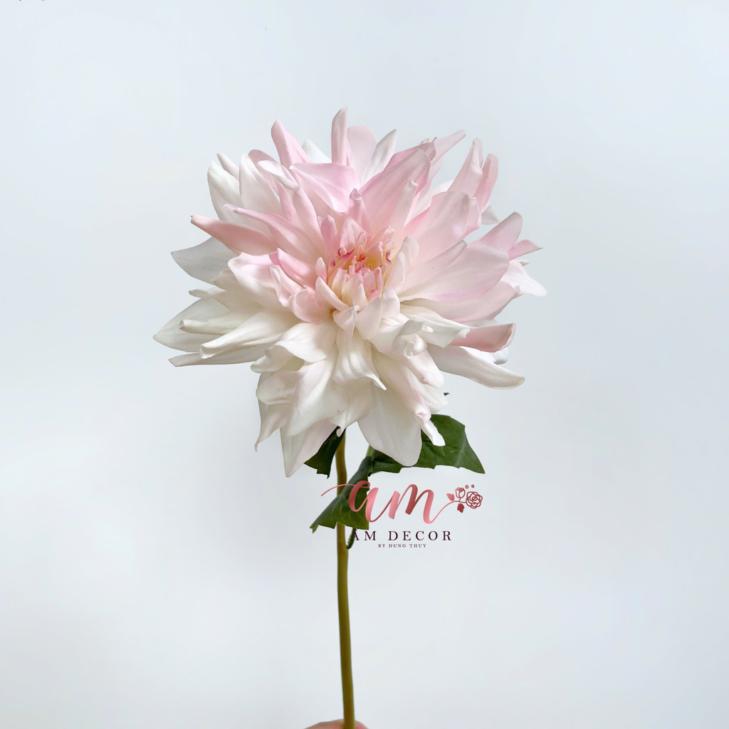 THƯỢC DƯỢC ẨM XỊN KÉP (Trắng Hồng)