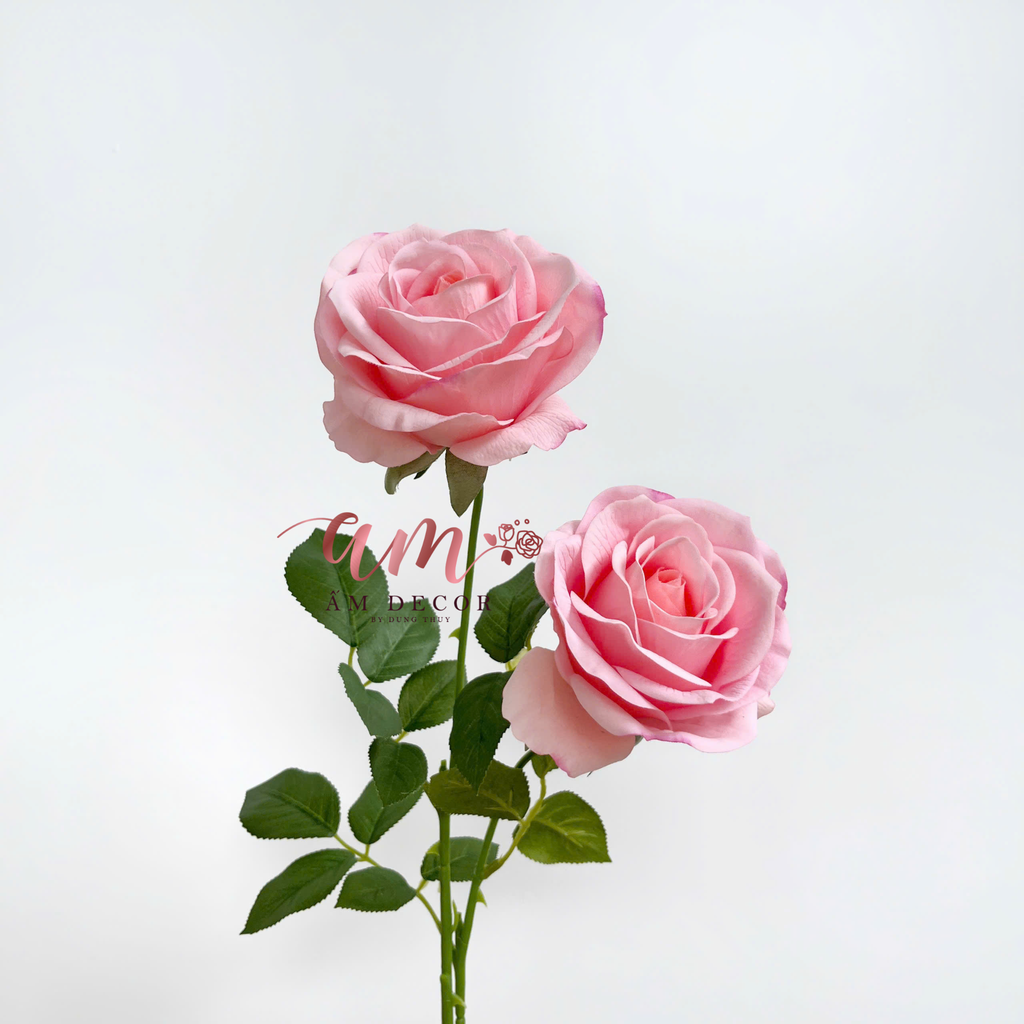 HOA HỒNG DƯỠNG ẨM MUNDELL (Hồng)