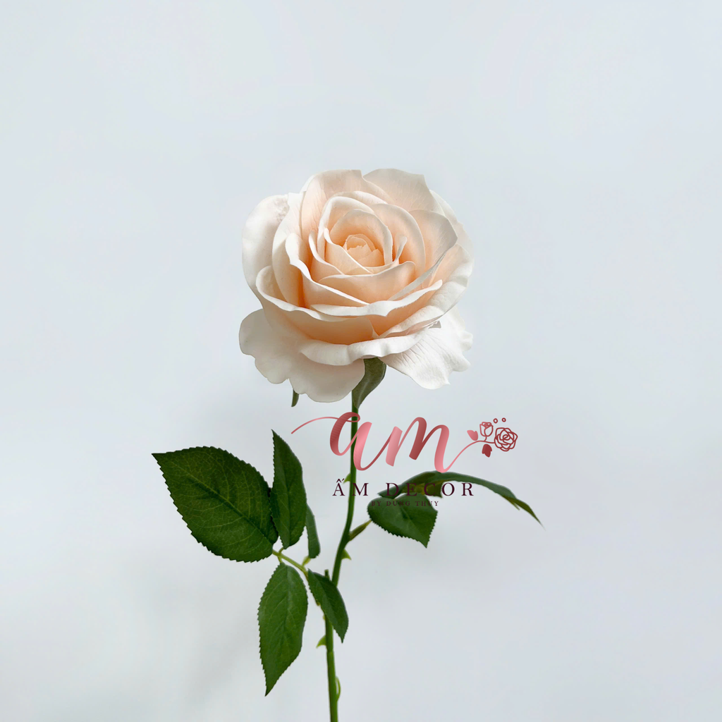 HOA HỒNG DƯỠNG ẨM MUNDELL (Sâm Panh)