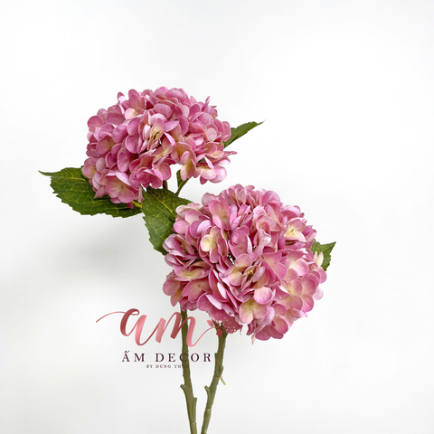  CẨM TÚ CẦU DƯỠNG ẨM (Hồng Đậm) 