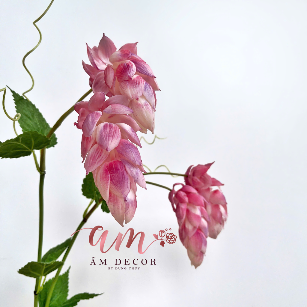 HOA SEN CẠN DÂY LEO