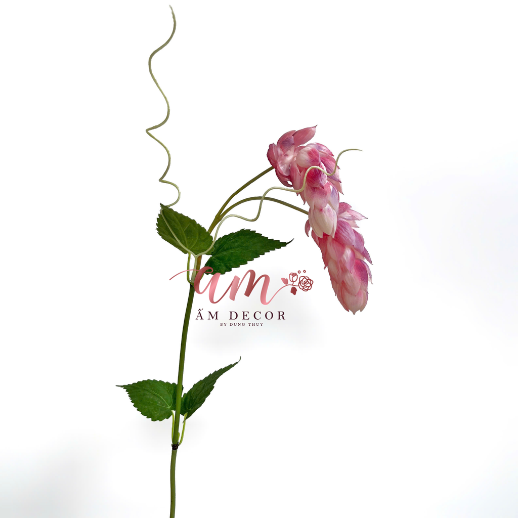 HOA SEN CẠN DÂY LEO