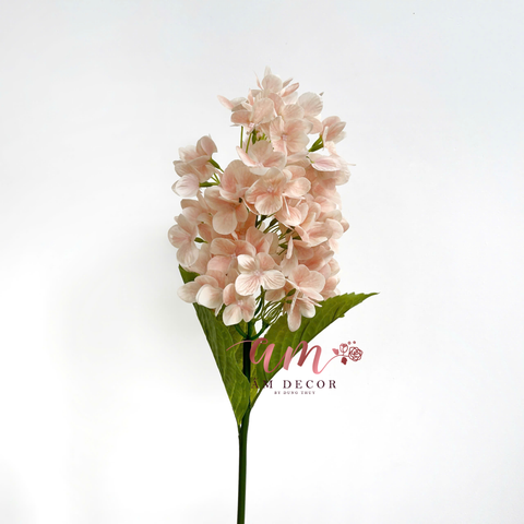  CẨM TÚ CẦU BÔNG DÀI 