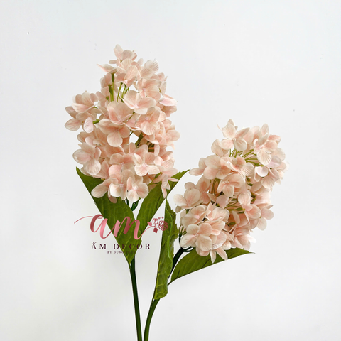  CẨM TÚ CẦU BÔNG DÀI 