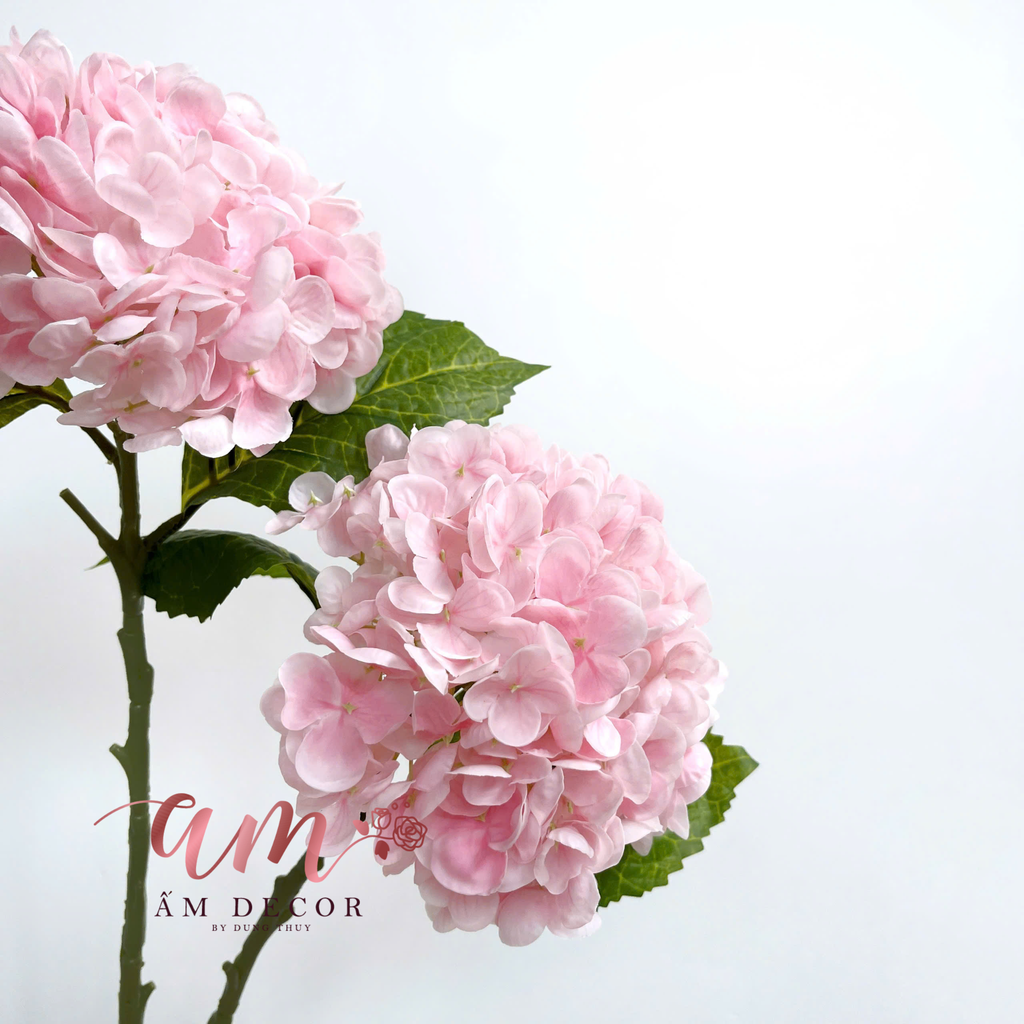 CẨM TÚ CẦU DƯỠNG ẨM (Hồng Phấn)