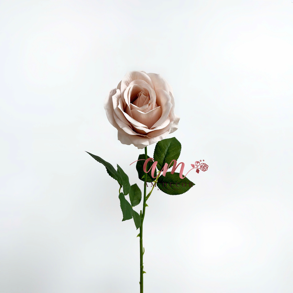 HOA HỒNG DƯỠNG ẨM MUNDELL (Cà Phê Nhạt)