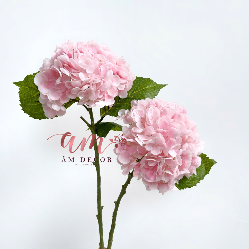 CẨM TÚ CẦU DƯỠNG ẨM (Hồng Phấn)