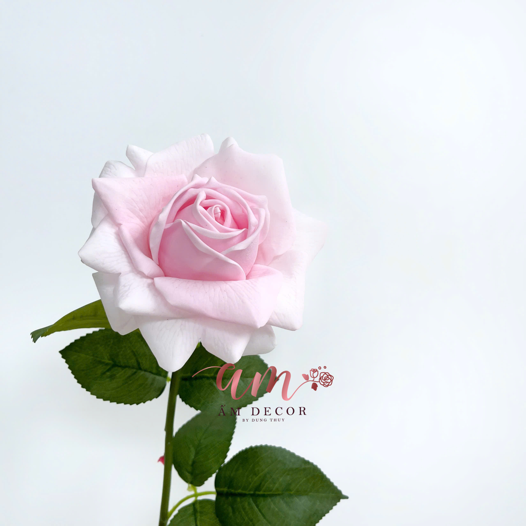 AUSTIN HOA HỒNG (Hồng Phấn)