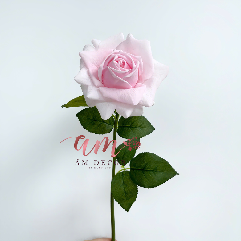 AUSTIN HOA HỒNG (Hồng Phấn)