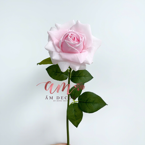  AUSTIN HOA HỒNG (Hồng Phấn) 