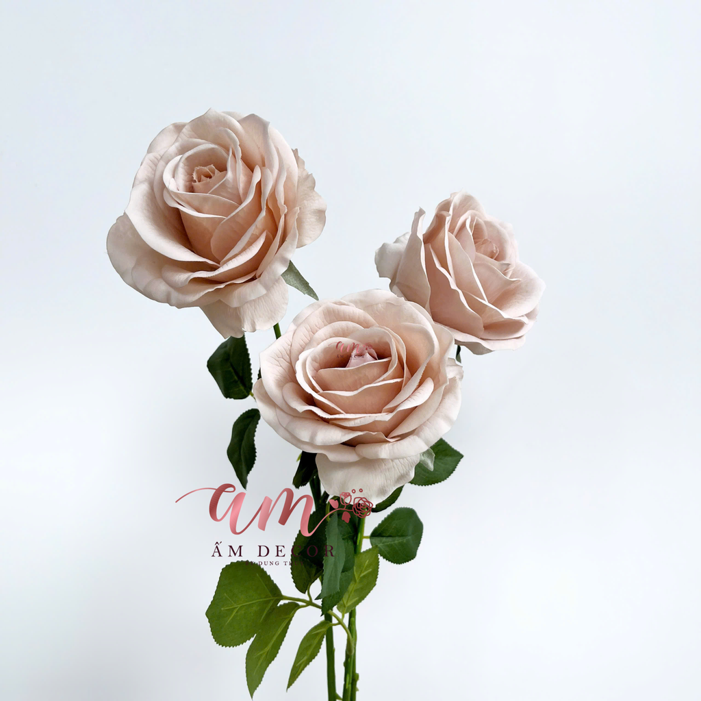 HOA HỒNG DƯỠNG ẨM MUNDELL (Cà Phê Nhạt)