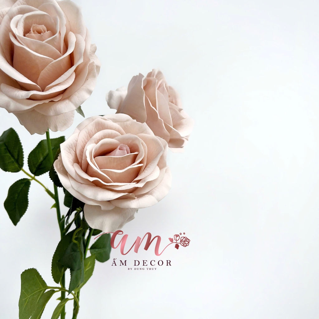 HOA HỒNG DƯỠNG ẨM MUNDELL (Cà Phê Nhạt)