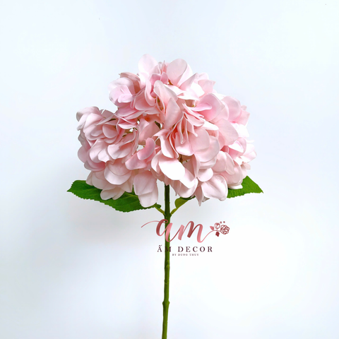  CẨM TÚ CẦU ENDLESS SUMMER BRIDAL (Hồng) 