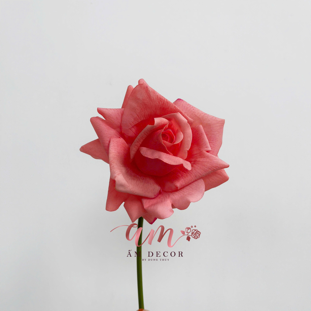 HOA HỒNG DƯỠNG ẨM CÀNH NGẮN (Cam Hồng Đậm)