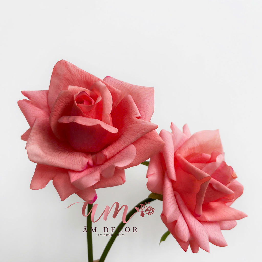 HOA HỒNG DƯỠNG ẨM CÀNH NGẮN (Cam Hồng Đậm)