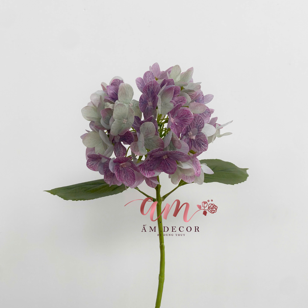 CẨM TÚ CẦU SAN HÔ DƯỠNG ẨM (Tím)