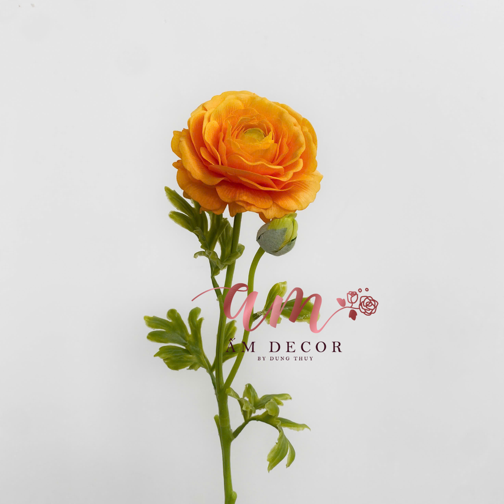 MAO LƯƠNG LỤA ẨM (Vàng Cam)