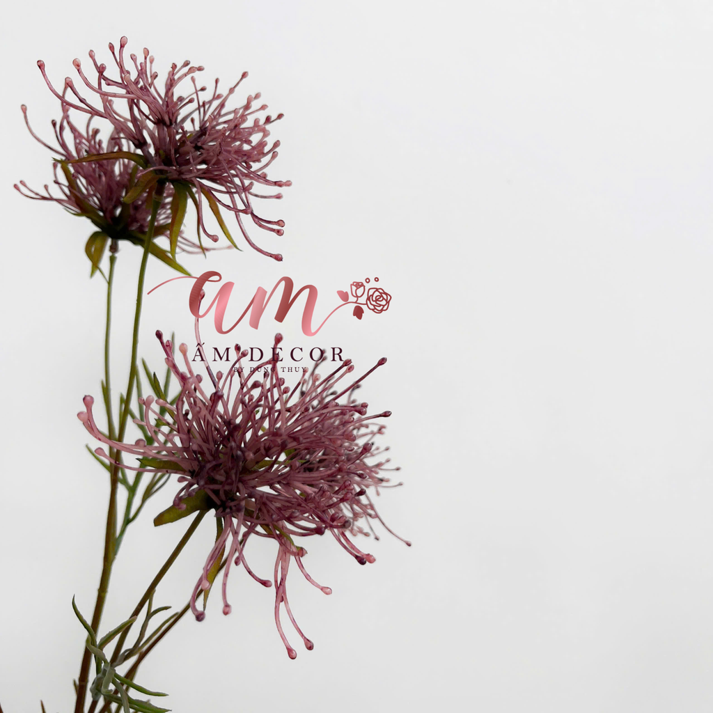 CÚC KIM SƠN (Hồng tím)