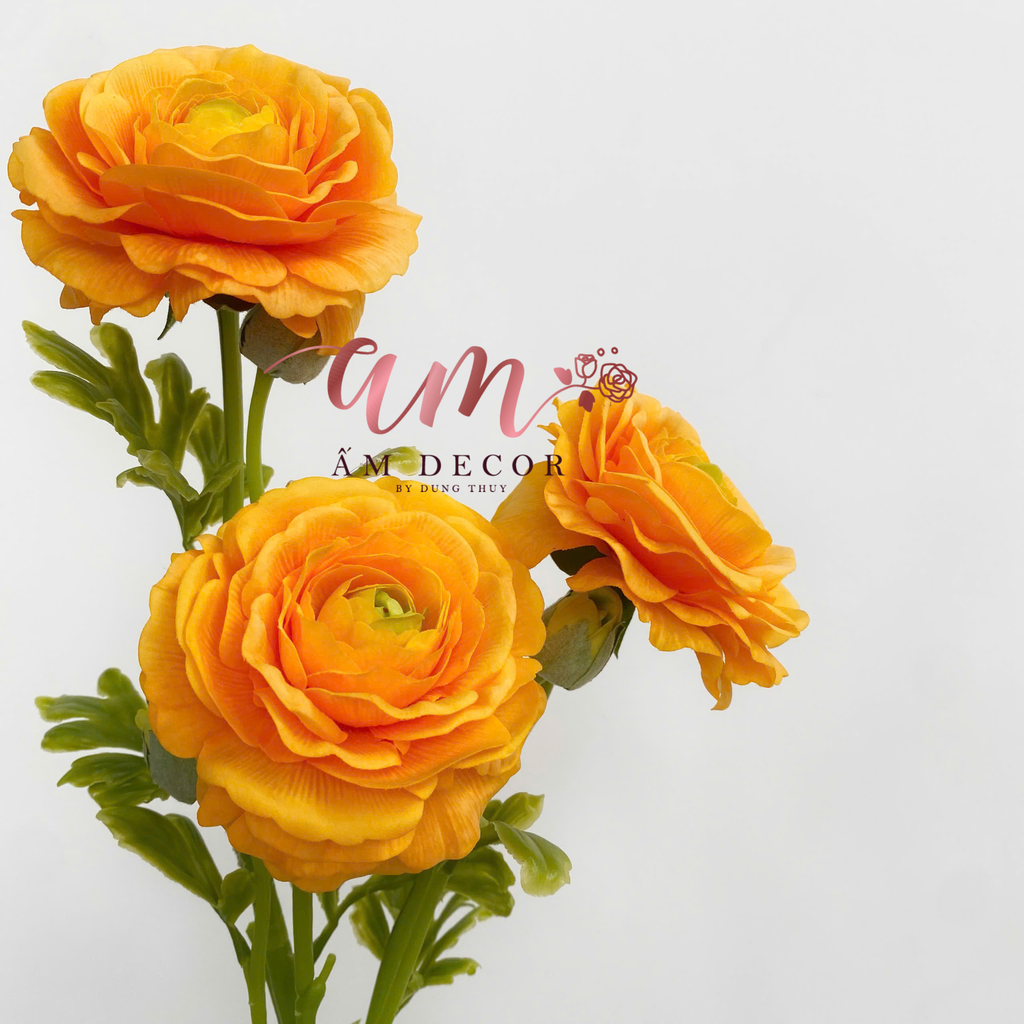 MAO LƯƠNG LỤA ẨM (Vàng Cam)