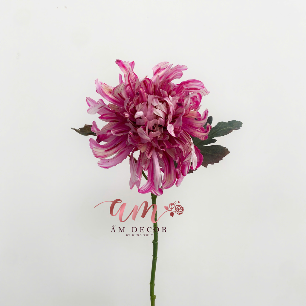 HOA CÚC ĐẠI ĐÓA 3D (Hồng Đậm)