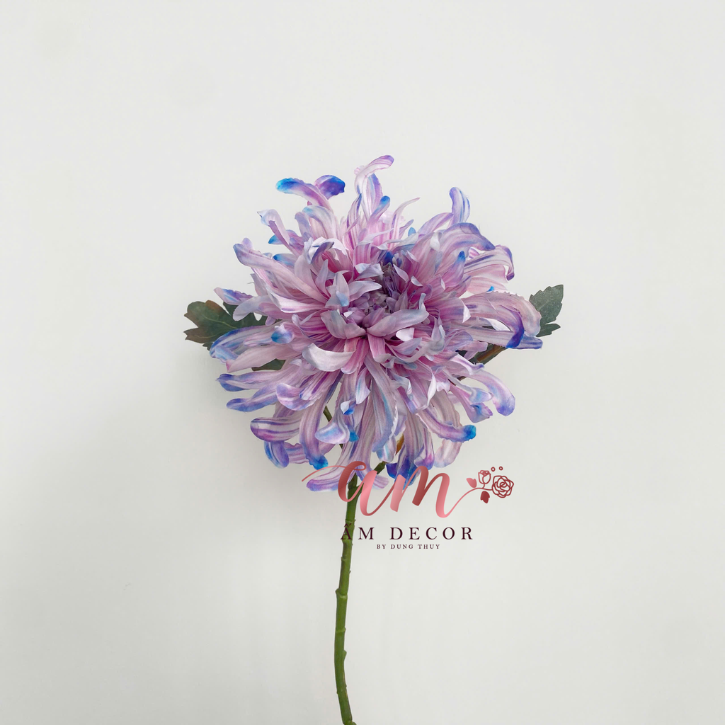 HOA CÚC ĐẠI ĐÓA 3D (Hồng Tím)