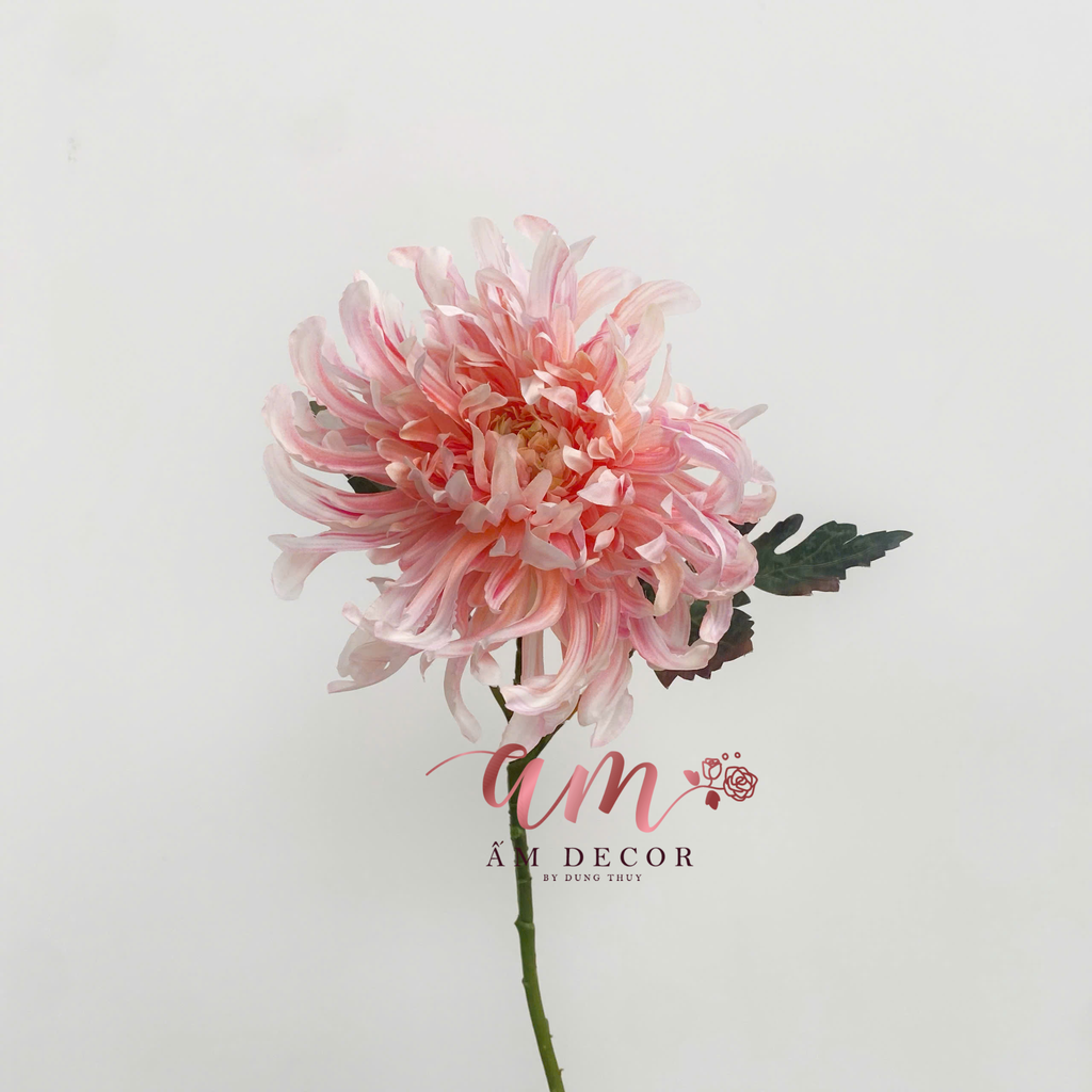 HOA CÚC ĐẠI ĐÓA 3D (Hồng Cam)