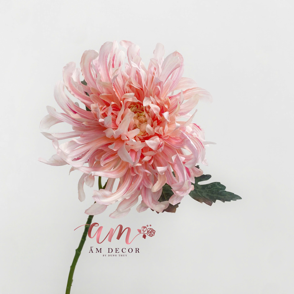 HOA CÚC ĐẠI ĐÓA 3D (Hồng Cam)