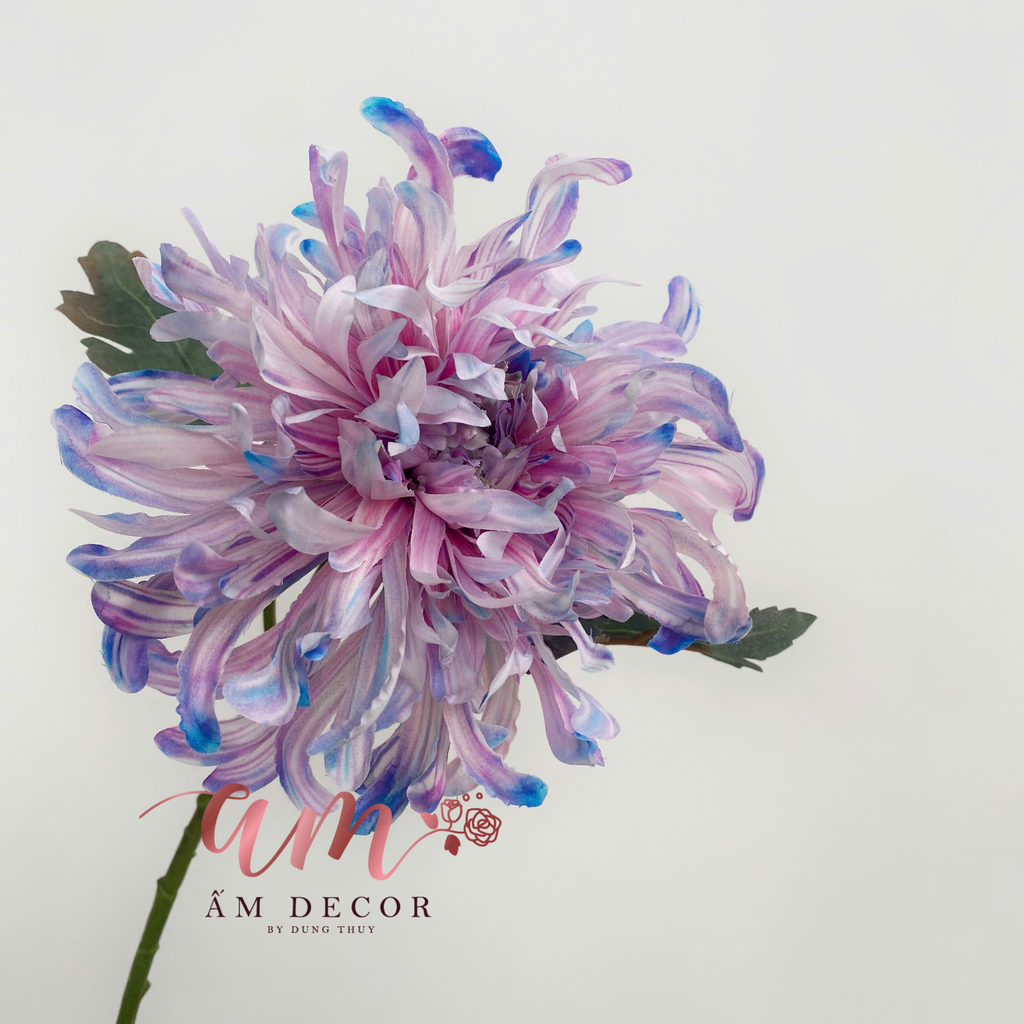 HOA CÚC ĐẠI ĐÓA 3D (Hồng Tím)