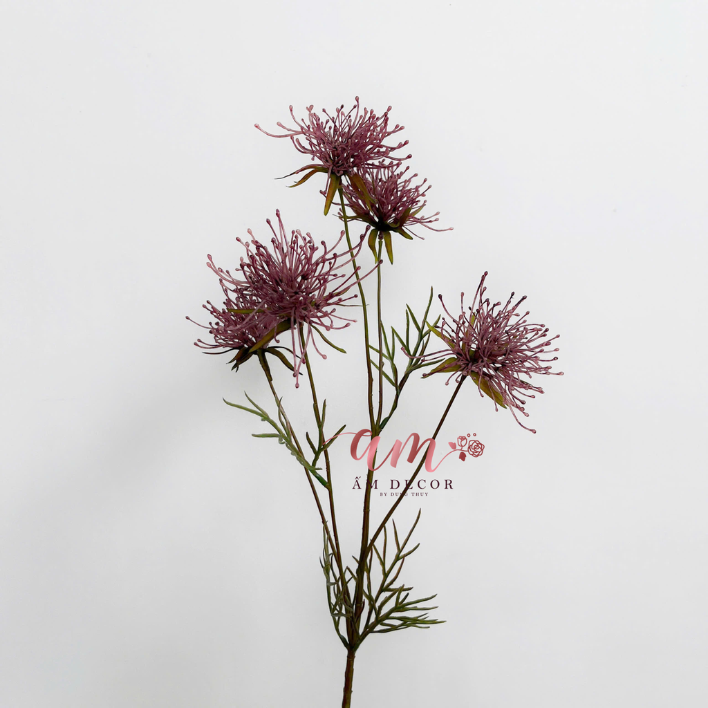 CÚC KIM SƠN (Hồng tím)