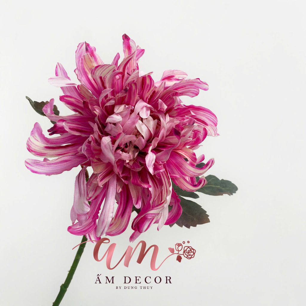 HOA CÚC ĐẠI ĐÓA 3D (Hồng Đậm)