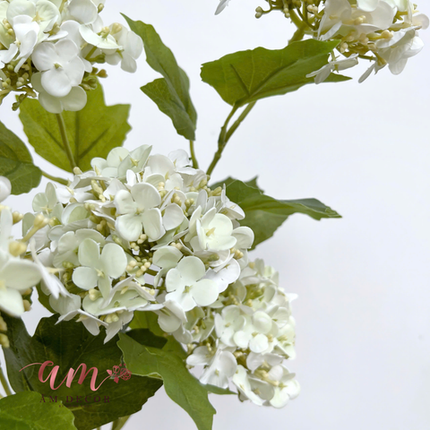  CẨM TÚ CẦU NHÍ (Bơ) 