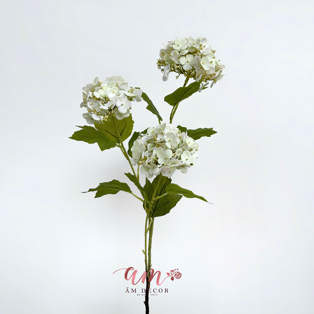 CẨM TÚ CẦU NHÍ (Bơ)