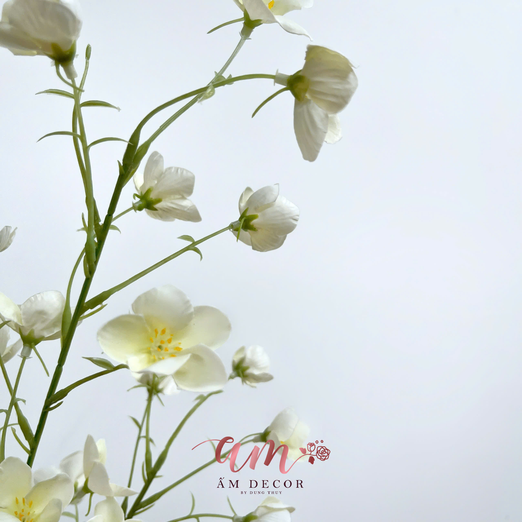 HOA LAN CHUÔNG TRẮNG