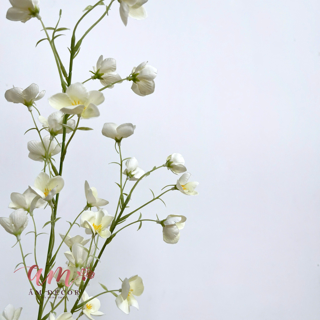 HOA LAN CHUÔNG TRẮNG