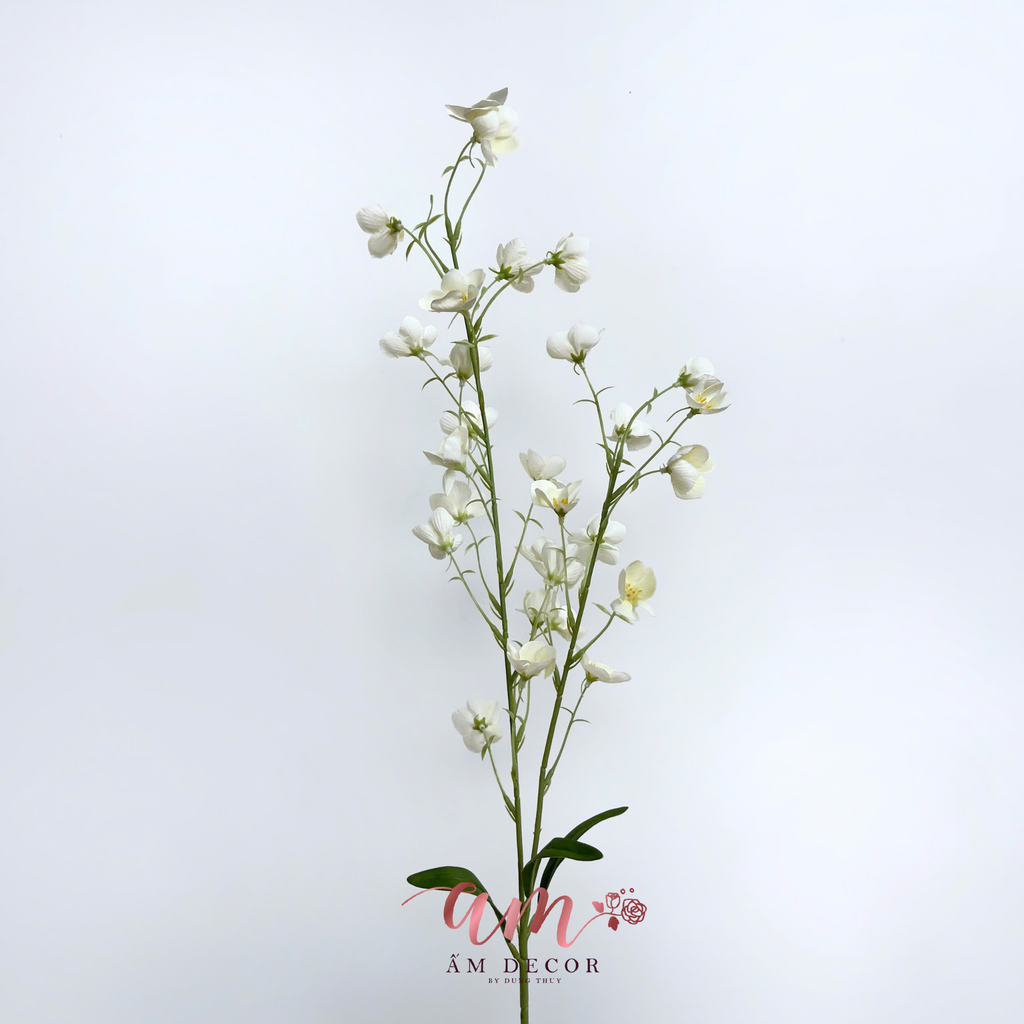 HOA LAN CHUÔNG TRẮNG