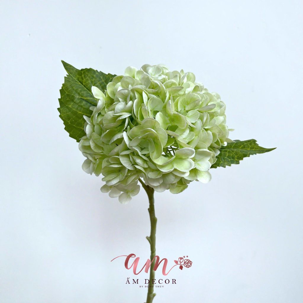 CẨM TÚ CẦU DƯỠNG ẨM (Xanh Lục)