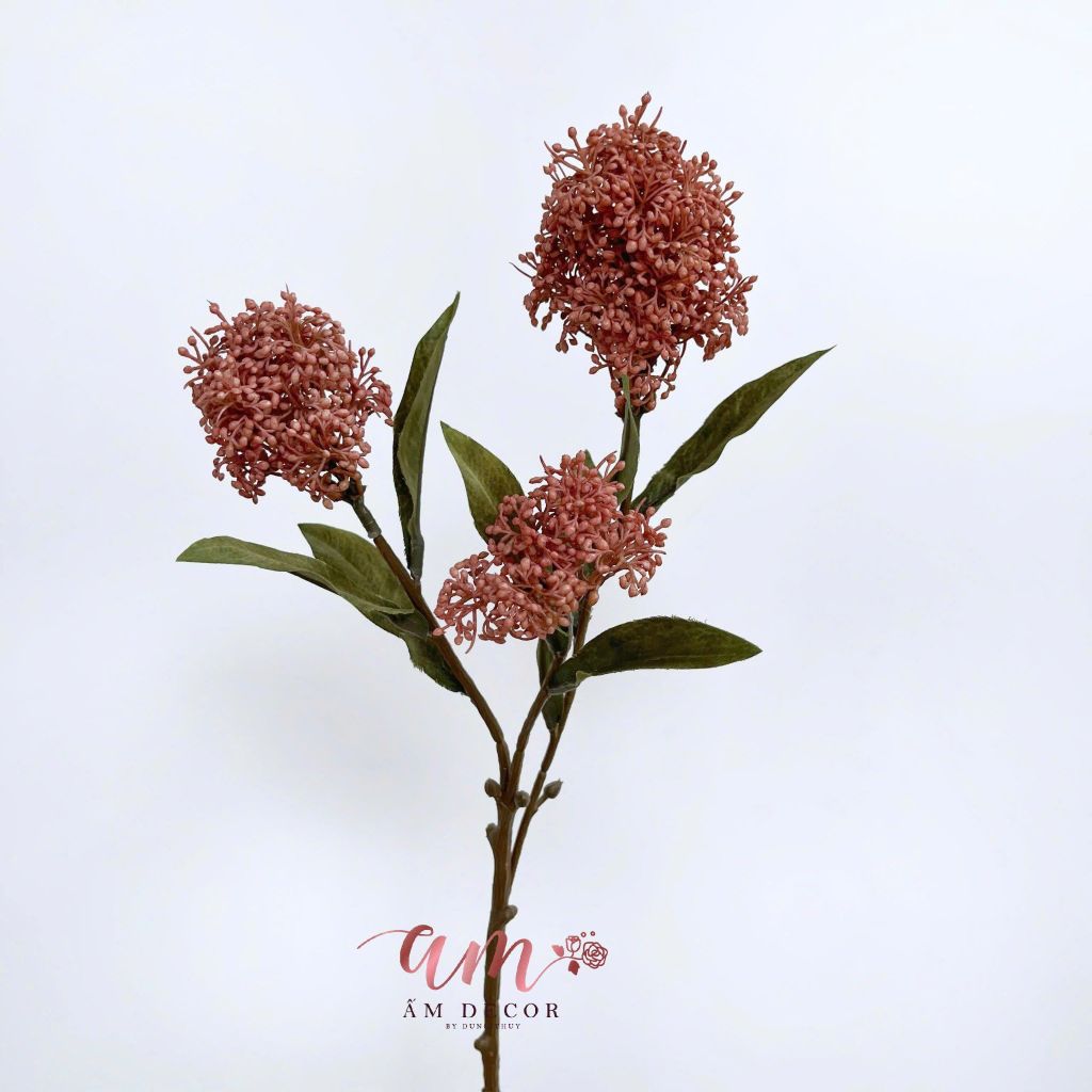 SCABIOSA NHẬT (Hồng Thu)