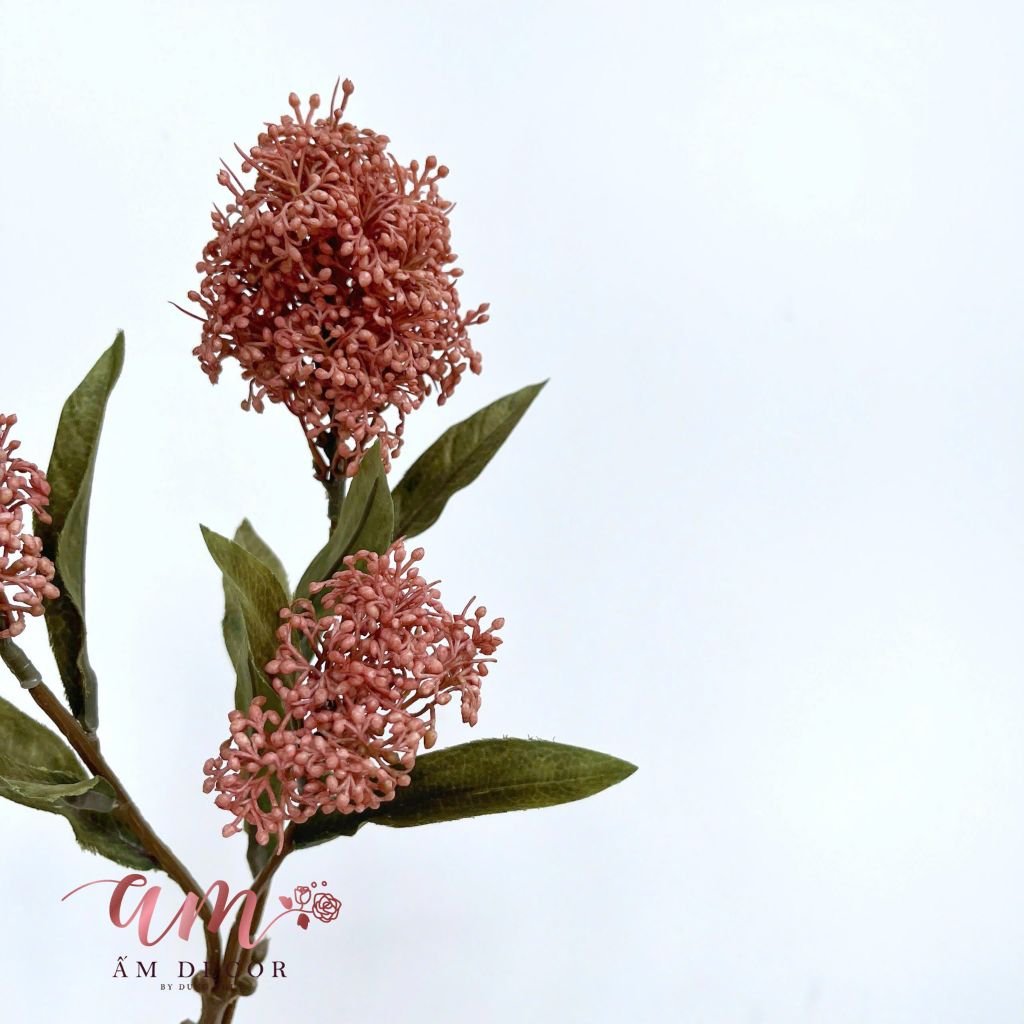 SCABIOSA NHẬT (Hồng Thu)