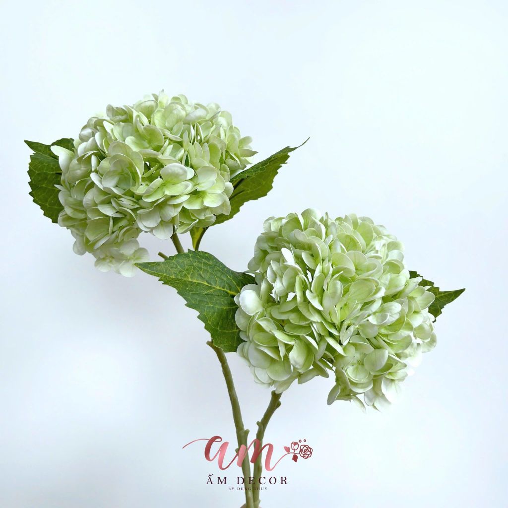 CẨM TÚ CẦU DƯỠNG ẨM (Xanh Lục)