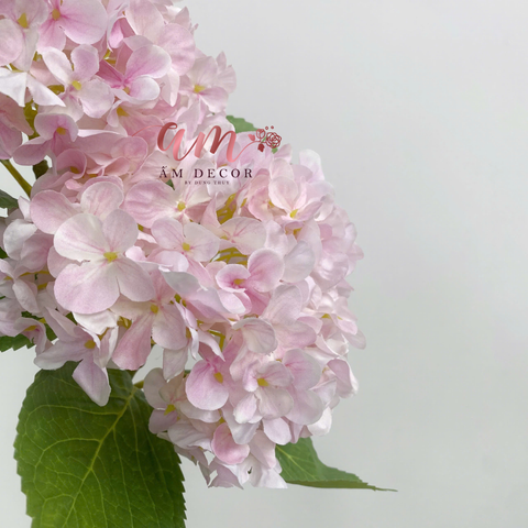  CẨM TÚ CẦU VẢI LỤA (Hồng) 