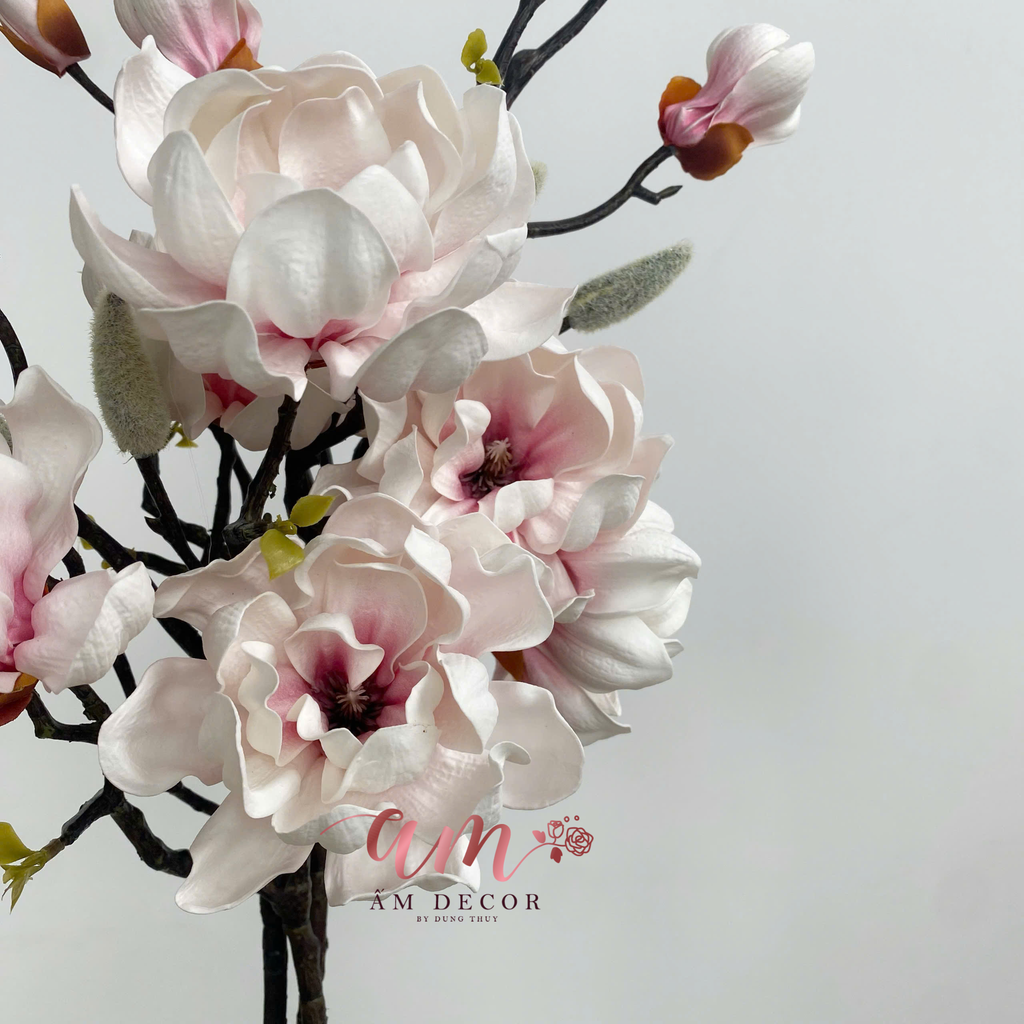 MỘC LAN KÉP CÁNH XOĂN (Hồng)