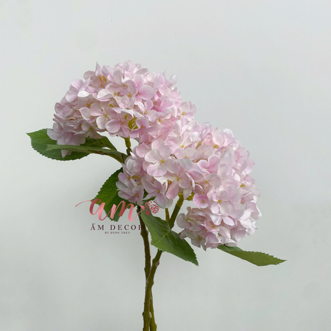  CẨM TÚ CẦU VẢI LỤA (Hồng) 