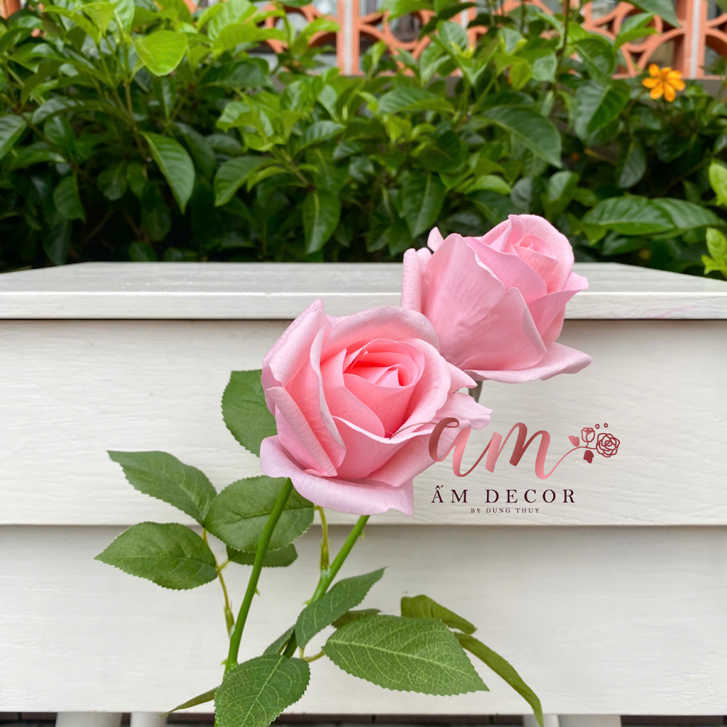 NỤ HỒNG DƯỠNG ẨM (Hồng Đào)