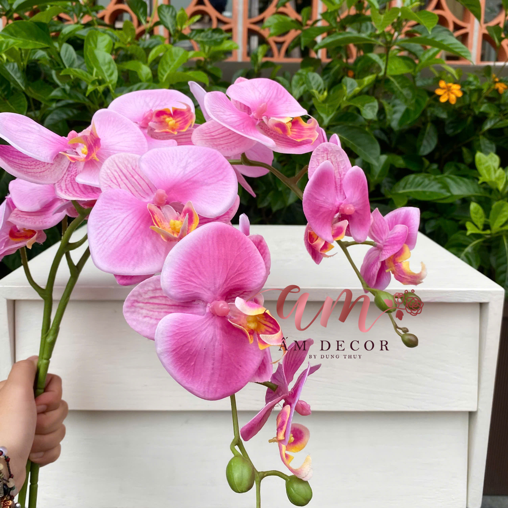 LAN HỒ ĐIỆP ANNA (Hồng Nhạt)