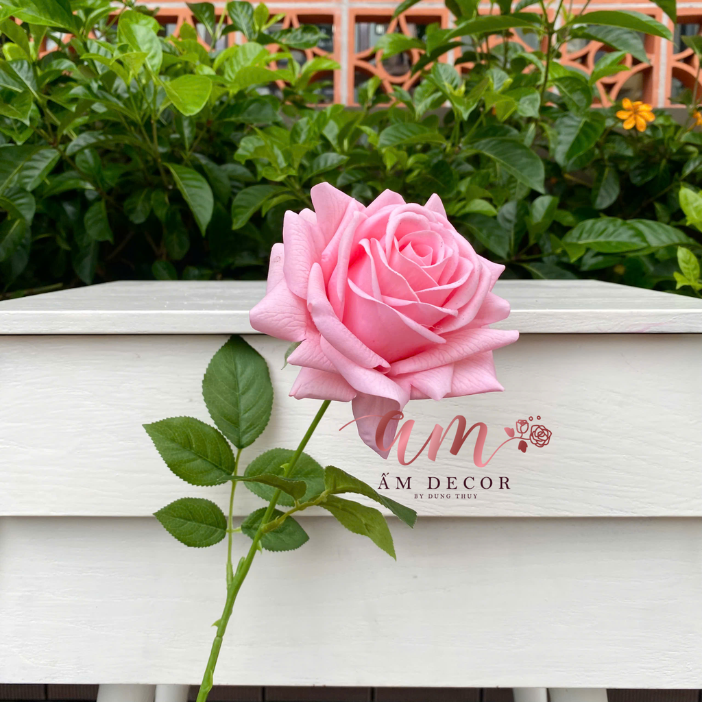 HOA HỒNG NỞ GIỮ ẨM (Hồng Đào)