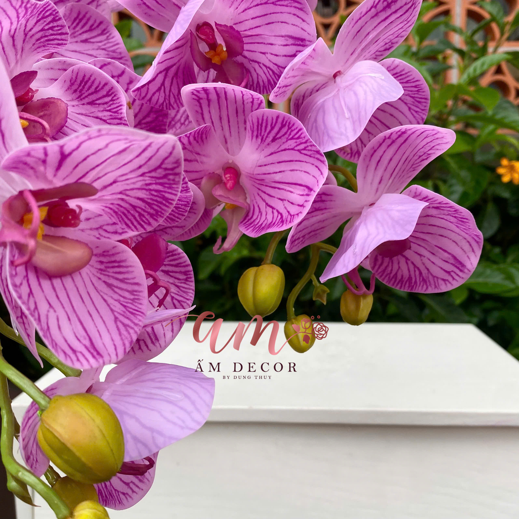 LAN HỒ ĐIỆP VÂN NHẬP (Tím Hồng Vân)