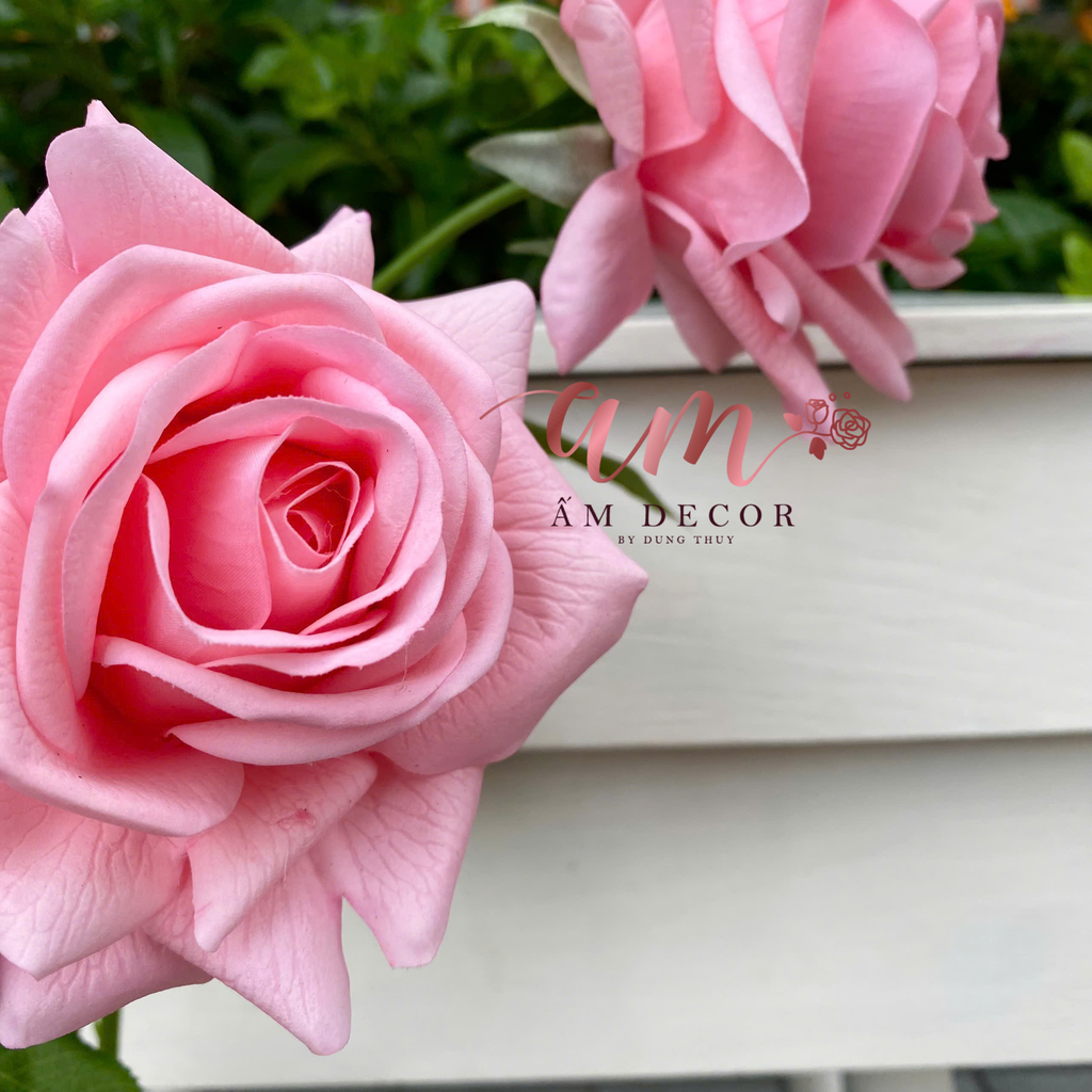 HOA HỒNG NỞ GIỮ ẨM (Hồng Đào)